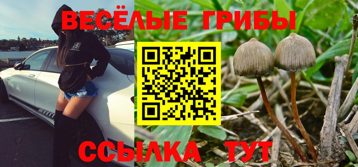Галлюциногенные грибы Psilocybe  Вход с VPN  Сыктывкар 